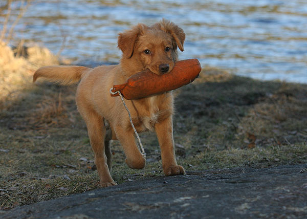 090411apportering304