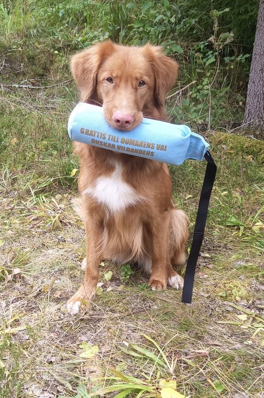 apportering Tant domarens val Tollarspecialen